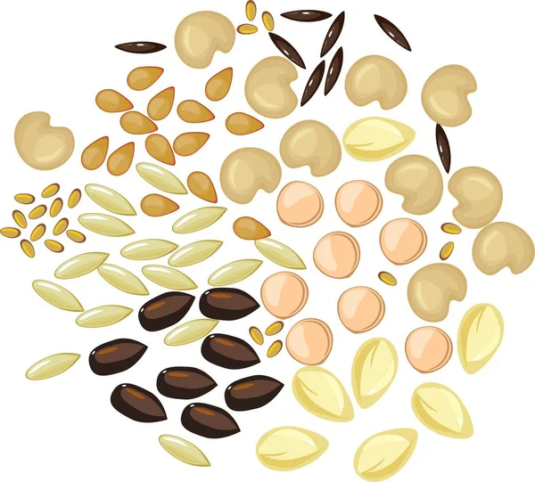 Set Different Plant Seeds White Background — Stock Vector
