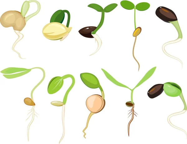 白い背景の異なる植物の芽のセット — ストックベクタ