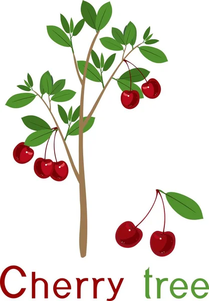 樱桃树与绿叶 成熟樱桃果实和标题 — 图库矢量图片