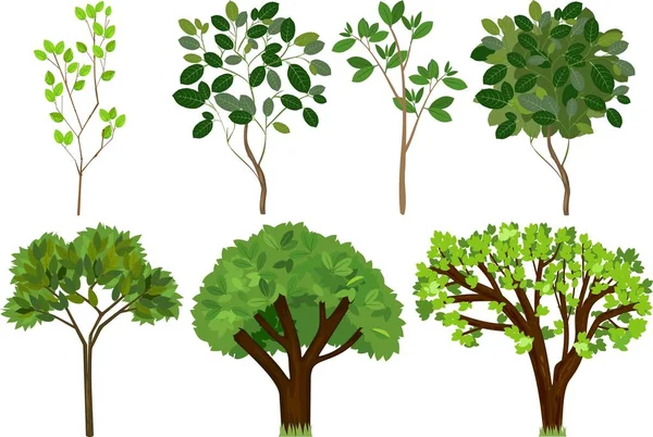 Set Different Trees Green Leaves — Stock Vector