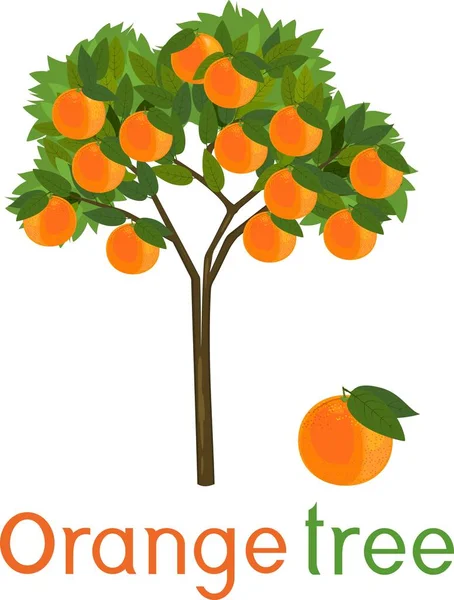 Naranjo Con Hojas Verdes Frutas Naranjas Maduras Título — Archivo Imágenes Vectoriales