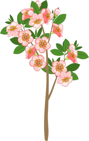 Cerisier Fleurs Sur Fond Blanc — Image vectorielle