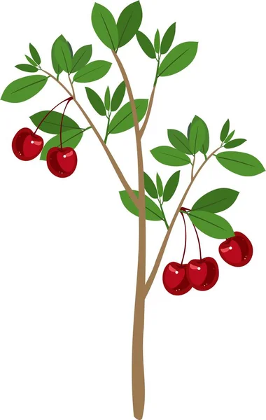 Wiśniowe Drzewo Zielonych Liści Dojrzałych Owoców Wiśni Białym Tle — Wektor stockowy