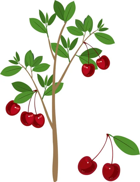 Wiśniowe Drzewo Zielonych Liści Dojrzałych Owoców Wiśni Białym Tle — Wektor stockowy