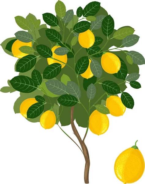 Lemon Tree Green Leaves Ripe Yellow Fruits White Background — Stock Vector