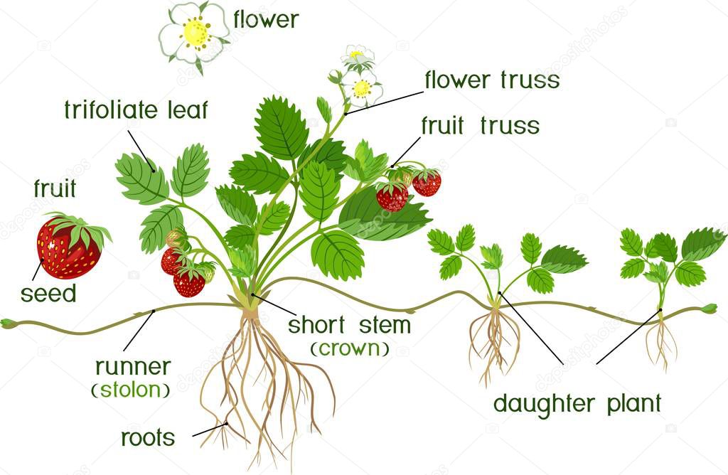 Parts of plant. Morphology of garden strawberry plant with roots, flowers, fruits, daughter plant and titles 