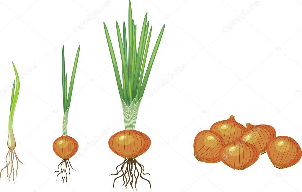 Onion growth stages. From seeding to harvesting