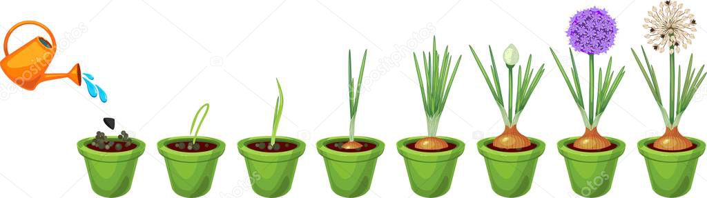 Onion growth stages from seeding to flowering and fruit-bearing plant. Growing green onions in pot