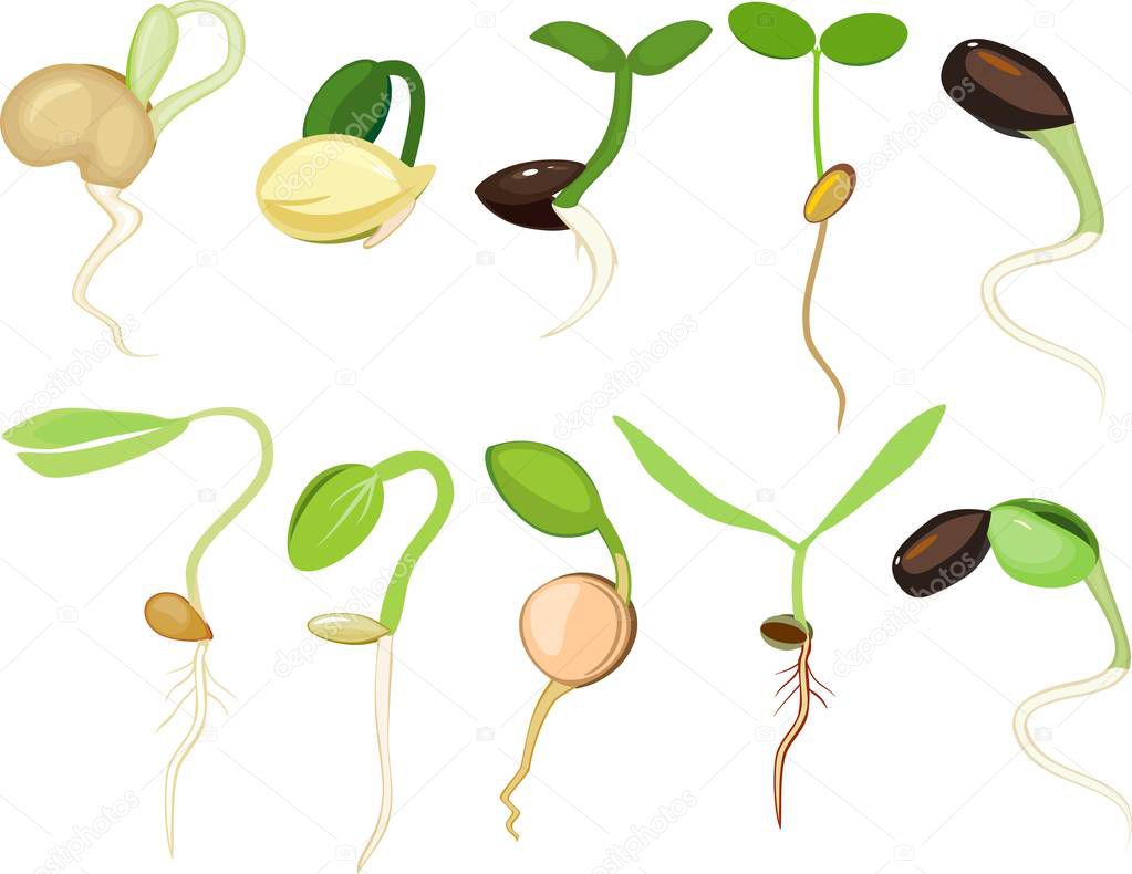 Set of different plant sprouts on white background