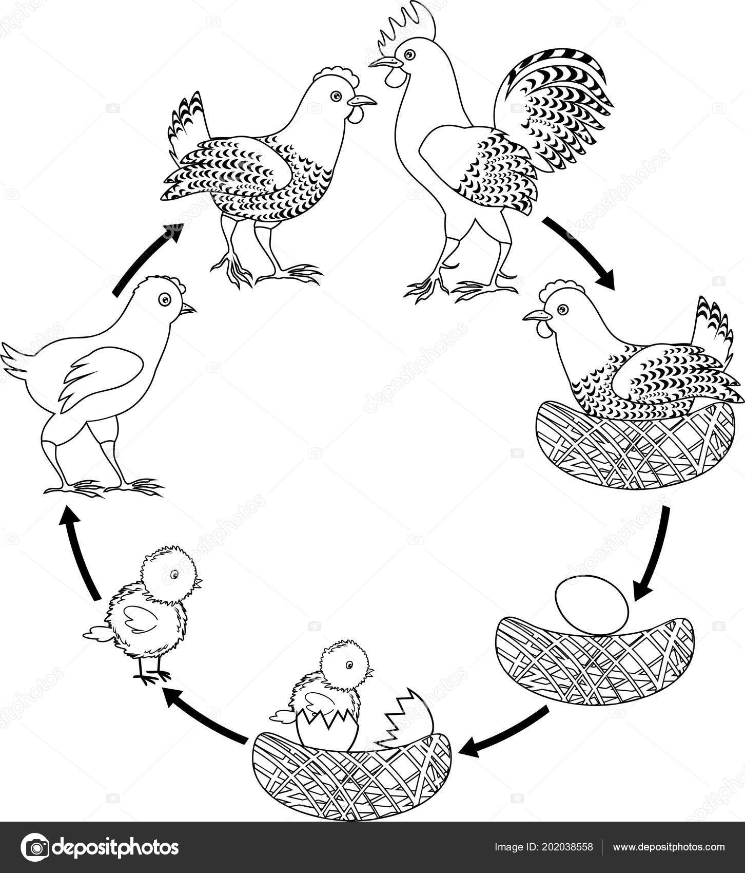 Galo e galinha com desenho de ovo para colorir página