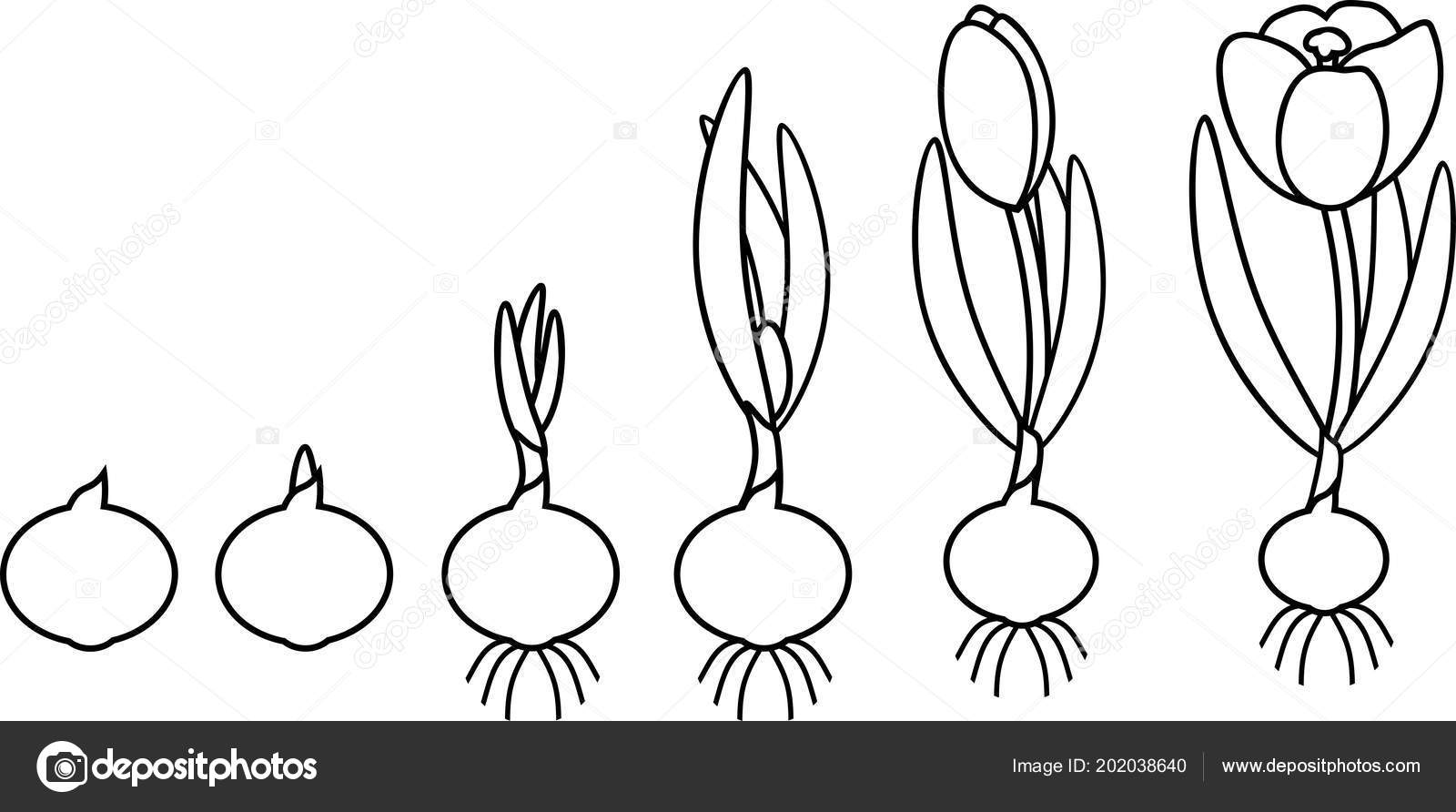 Coloring Page Crocus Life Cycle Stages Growth Planting Bulb Flowering ...