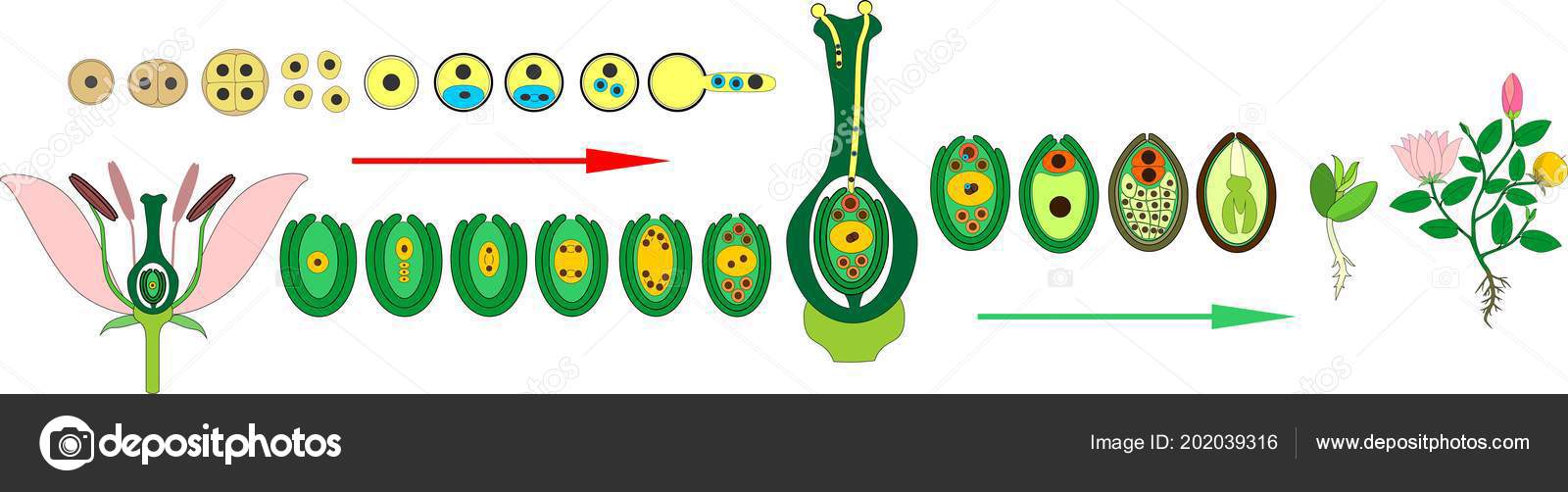 Angiosperm Plant Life Cycle Diagram Life Cycle Flowering Plant Double Stock Vector Image By C Mariaflaya 202039316