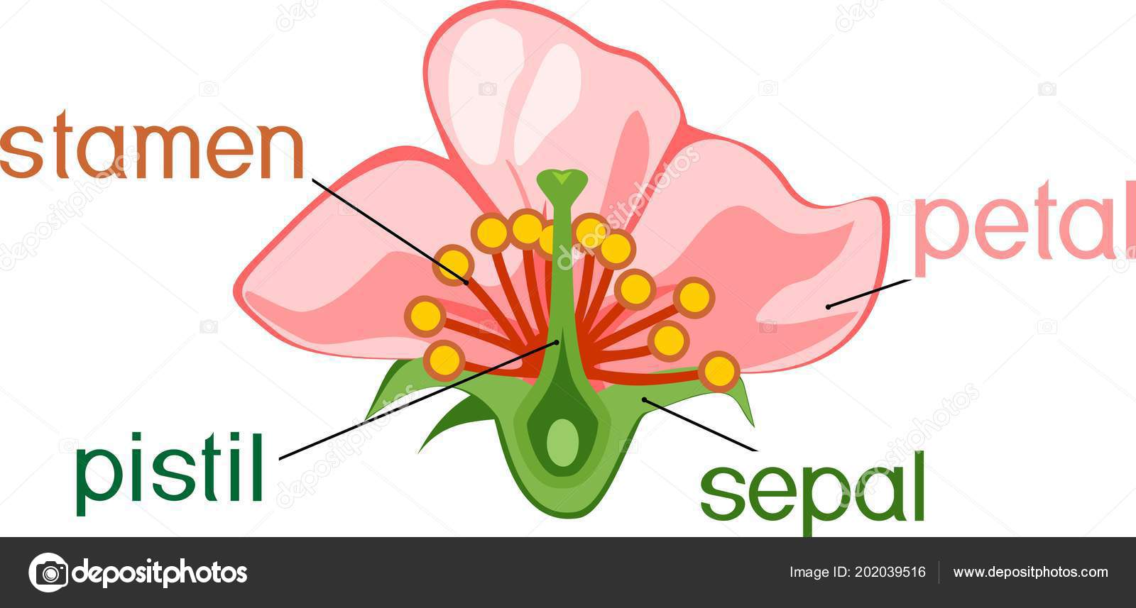 Partes De Una Flor En Ingles