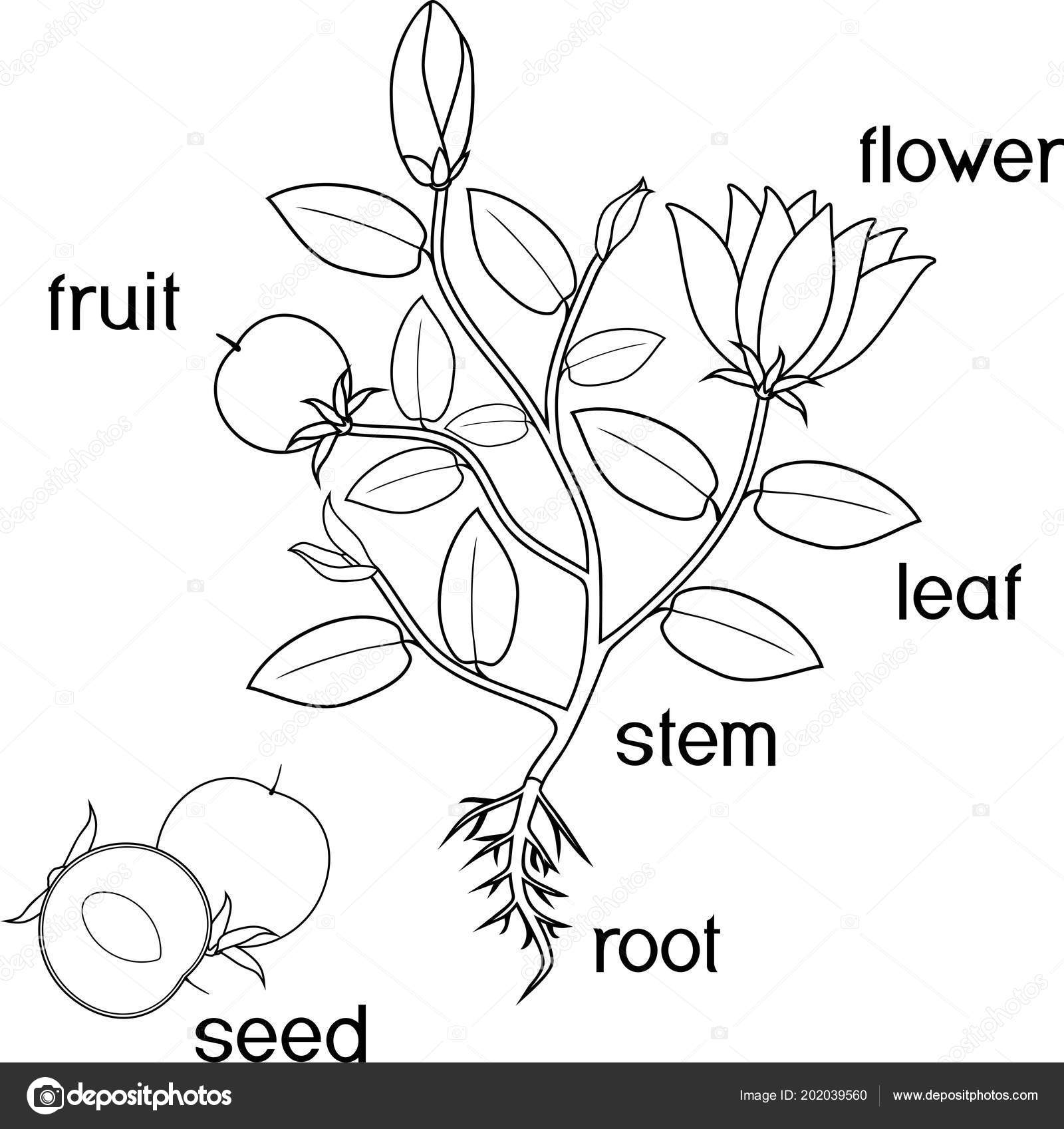 Coloring Page Parts Plant Morphology Flowering Plant Root System