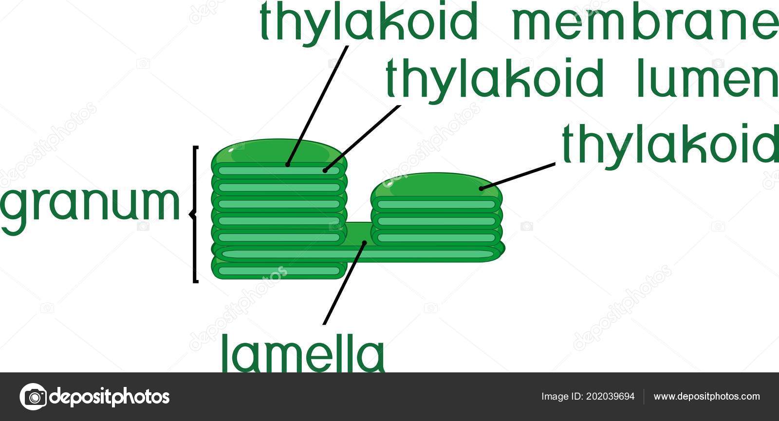 Struktur Granum Kloroplas Dengan Judul Vektor Stok oleh ©mariaflaya  202039694, image size:1600x866