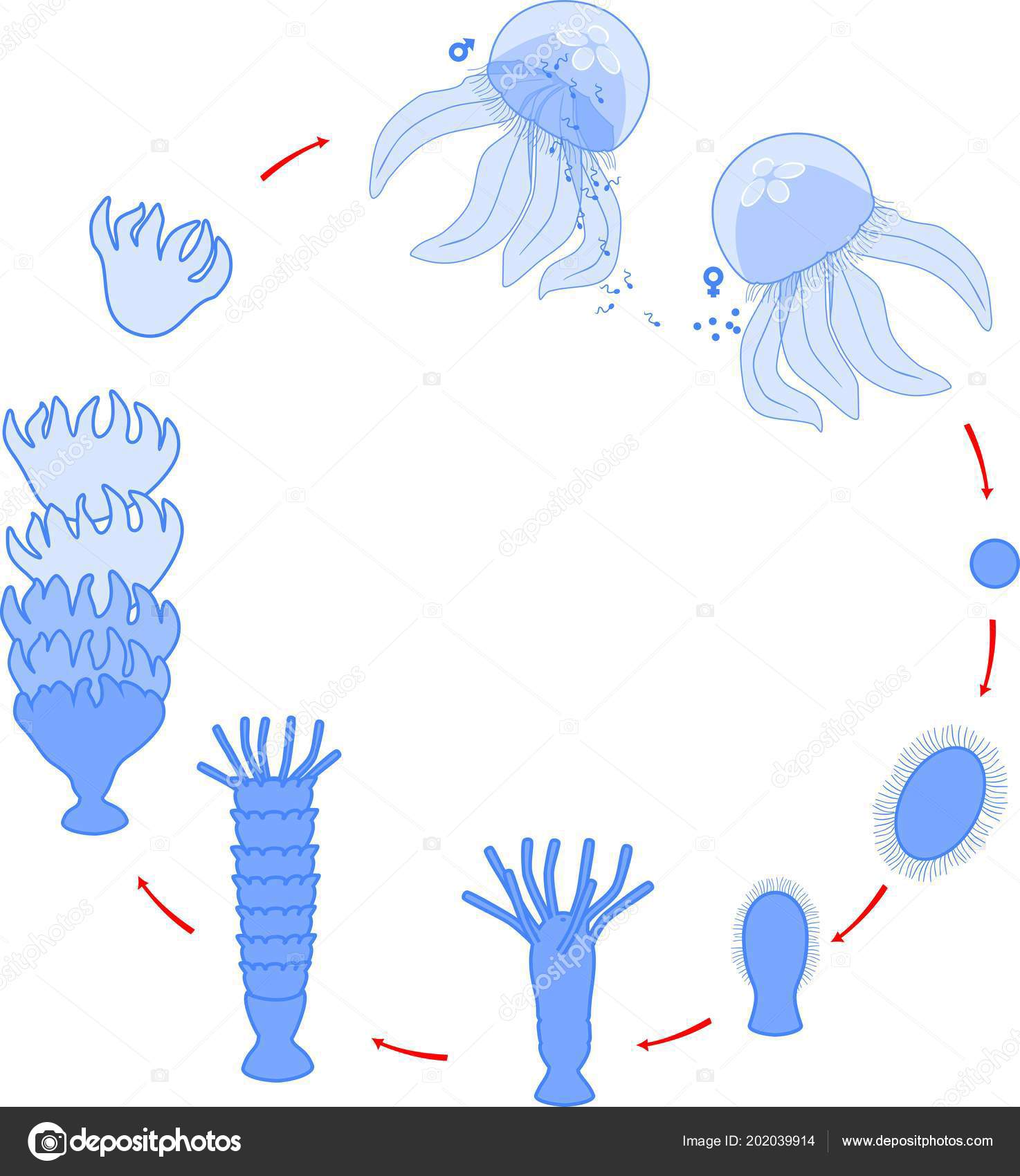 Developmental Stages Jellyfish Life Cycle Stock Vector Image By C Mariaflaya 202039914