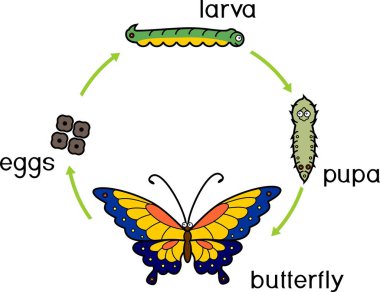 Kelebeğin yaşam döngüsü. Dört farklı aşamaları ile komple (holometabolous) metamorfoz