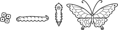 Coloring page. Four stages of butterfly development clipart