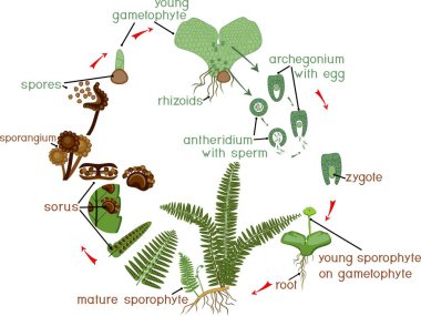 Yaşam döngüsünün Fern. Bitki yaşam döngüsü diploit sporophytic ve haploit gametophytic aşamalarının münavebe ile