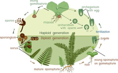 Yaşam döngüsünün Fern. Bitki yaşam döngüsü diploit sporophytic ve haploit gametophytic aşamalarının münavebe ile
