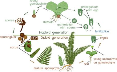 Yaşam döngüsünün Fern. Bitki yaşam döngüsü diploit sporophytic ve haploit gametophytic aşamalarının münavebe ile