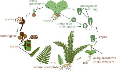 Yaşam döngüsünün Fern. Bitki yaşam döngüsü diploit sporophytic ve haploit gametophytic aşamalarının münavebe ile