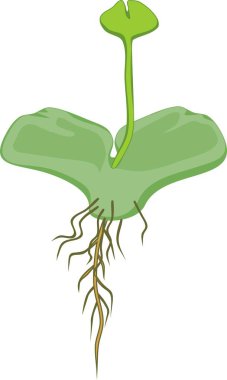 Fern yosunlarında ekli Genç sporophyte ile