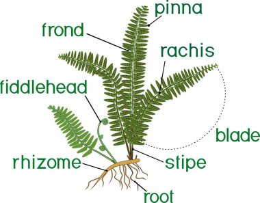 Fern sporophyte başlıkları ile parçaları