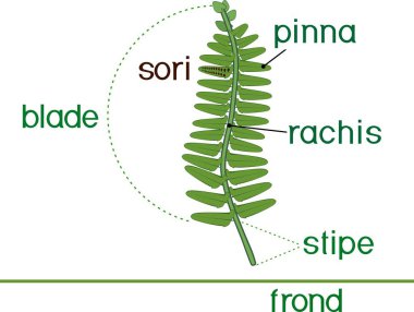 Fern yaprak başlıkları ile parçaları