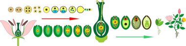 Angiosperm plant life cycle. Diagram of life cycle of flowering plant with double fertilization clipart