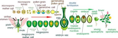 Angiosperm life cycle. Diagram of life cycle of flowering plant with double fertilization and titles clipart