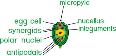 Megagametophyte ile Gadidae bitkilerin ovule yapısını