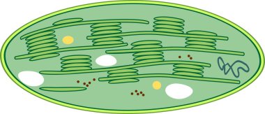 Structure of typical higher-plant chloroplast clipart