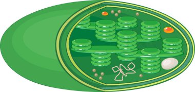 Tipik bitki yüksek kloroplast yapısını