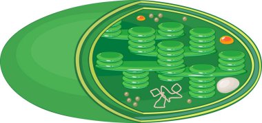 Structure of typical higher-plant chloroplast clipart