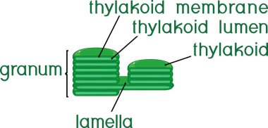 Structure of chloroplast granum with titles clipart