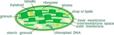 Structure of chloroplast with titles clipart