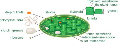 Structure of chloroplast with english titles clipart