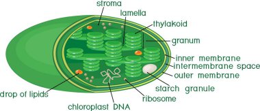Structure of chloroplast with english titles clipart