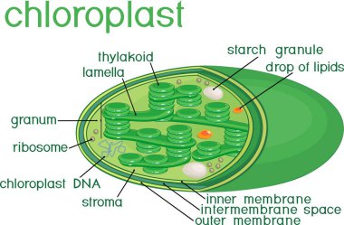 Structure of chloroplast with english titles clipart