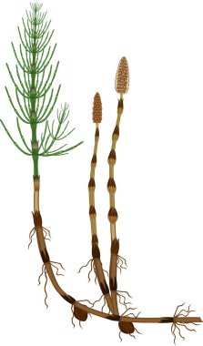 Equisetum arvense (at kuyruğu) sporophyte verimli ve steril kaynaklanıyor, yumru ve köksap