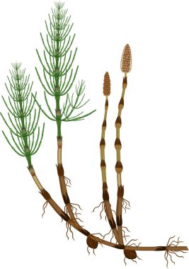 Equisetum arvense (at kuyruğu) sporophyte verimli ve steril kaynaklanıyor, yumru ve köksap