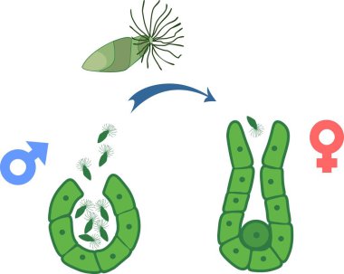 Equisetum döllenme şematik gösterimi. Erkek gamet (antherozoids veya sperm denir) ve archegonium ile Antherium