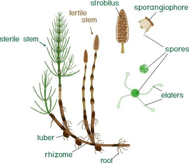 Equisetum arvense (at kuyruğu) sporophyte verimli ve steril kaynaklanıyor ve başlıkları ile parçaları