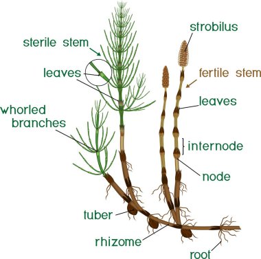 Equisetum arvense (at kuyruğu) sporophyte verimli ve steril kaynaklanıyor ve başlıkları ile parçaları