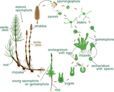 Equisetum yaşam döngüsü. At kuyruğu (Equisetum Arvense) dioik yosunlarında ve başlıkları ile yaşam döngüsü diyagramı
