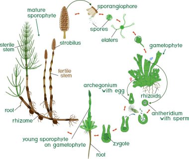 Equisetum yaşam döngüsü. At kuyruğu (Equisetum Arvense) monomeric yosunlarında ve başlıkları ile yaşam döngüsü diyagramı