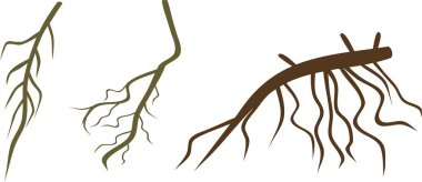 Beyaz arka plan üzerinde kök siluetleri