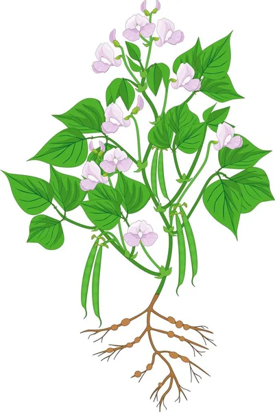 Flowering Bean Plant Root System Pods Isolated White Background — Stock Vector