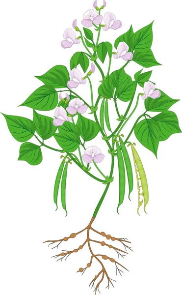 Bloeiende Boon Plant Met Wortelgestel Peulen Geïsoleerd Witte Achtergrond — Stockvector